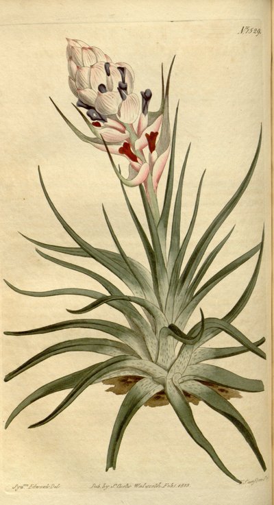 Illustration of Tillandsia stricta by Sydenham Teast Edwards